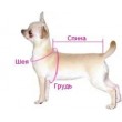 Як виміряти собаку і її лапку