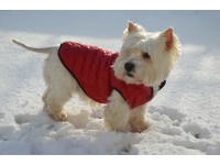 Жилет Стьобаний для собак Zoo-hunt червоний  міні 21х27 см