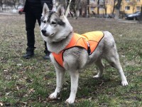 Накидка попона для собак Zoo-hunt середня помаранчева 1028 