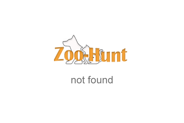 Комбінезон MAŁGOSIA демісезонний Zyrafka для немовлят рожевий 