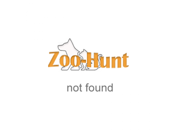 Толстовка для собак Zoo-hunt Фін жовта міні 21х32 см